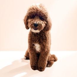 May - Poodle