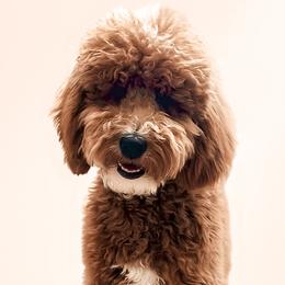 May - Poodle