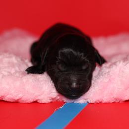 Mouse - Black female Labrador Retriever puppy in Morrilton, Arkansas from Ancient Dogges Performance Dogs