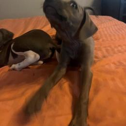 Italian Greyhound Puppies from Fisher Link