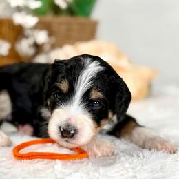 Orange male - Tri-color male Bernedoodle puppy in Waukesha, Wisconsin from Bernedoodle Boutique (and Cavapoos)
