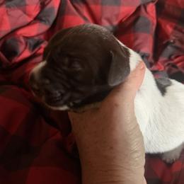 No Collar - Brown and gray female Wirehaired Pointing Griffon puppy in Sheldon, Vermont from Ole Poor Farm