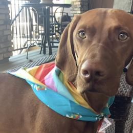 Vizslas from Aspen Vizslas