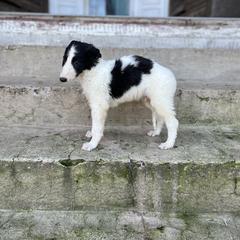 Edmond - Black male Borzoi puppy in Clinton, Tennessee from Ivanhoe Borzoi
