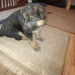Indy vom LegendLand - Black and red female German Shepherd puppy in Hillsborough County, Florida from Vom Legend Land