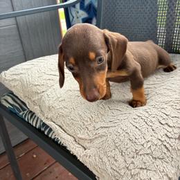 Boy 4 - Chocolate and tan male Dachshund puppy in Newcomerstown, Ohio from Rose's Dachshunds