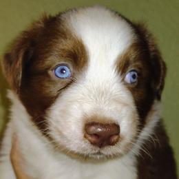 Australian Shepherd Puppies from High Desert Aussies