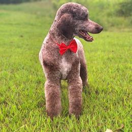 Zulu - Poodle