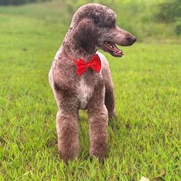 Zulu - Poodle
