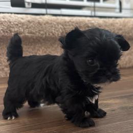 Ivy - Black and tan female Yorkshire Terrier puppy in Knoxville, Tennessee from Rainbow Bliss Yorkies