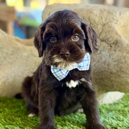 Dark chocolate - Chocolate male Australian Labradoodle puppy in Anderson, California from Shaggy Doodles