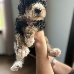 Bernedoodle Puppies from Pippy’s Doodle Pups