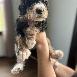 Bernedoodle Puppies from Pippy’s Doodle Pups