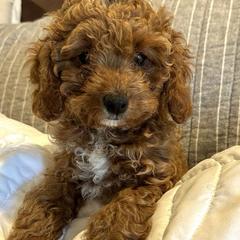 Lavender - Cavapoo puppy in Alpine, Tennessee from Campbell's Cavapoos