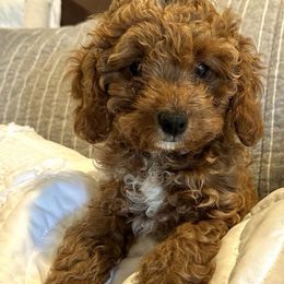 Lavender - Cavapoo puppy in Alpine, Tennessee from Campbell's Cavapoos