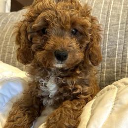 Lavender - Cavapoo puppy in Alpine, Tennessee from Campbell's Cavapoos