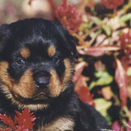 Rottweiler Puppies from LAKEVIEW KENNEL
