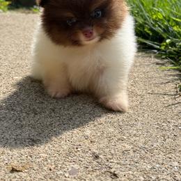 Prince - Chocolate and tan male Pomeranian puppy in Newark, Ohio from Keeperofstars Pomeranians