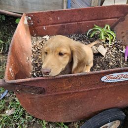 Dachshund Puppies from Boot Scootin Pups