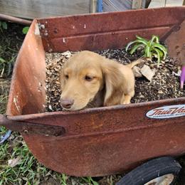 Dachshund Puppies from Boot Scootin Pups