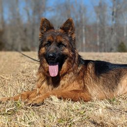 German Shepherds from Twin Oaks German Shepherds