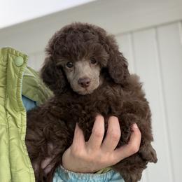 Gemma Cafe Au Lait - Cafe au lait female Poodle puppy in Franklin Park, Illinois from Windy City Majestic Toy Poodles