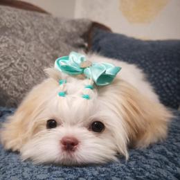 Lucy - Shih Tzu