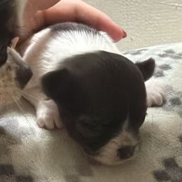 Daisy - Blue and white female Chihuahua puppy in Hackleburg, Alabama from Clements Chihuahua