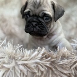 Bucky - Fawn male Pug puppy in Indian Trail, North Carolina from Natalya's Pugs