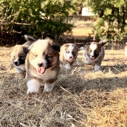 Icelandic Sheepdog Puppies from Hjarta Icelandics