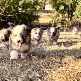Icelandic Sheepdog Puppies from Hjarta Icelandics