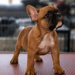 Frankie - Fawn male French Bulldog puppy in Homosassa, Florida from Terra Sassa