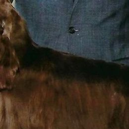 Sluice - Cocker Spaniel