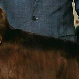 Sluice - Cocker Spaniel