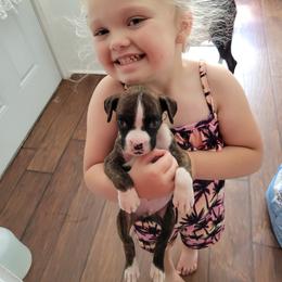 Boxer Puppies from Keen Boxers