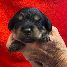 Pepe - Black and tan male Dachshund puppy in Elizabethtown, Kentucky from Teeny Tiny Puppy Tails