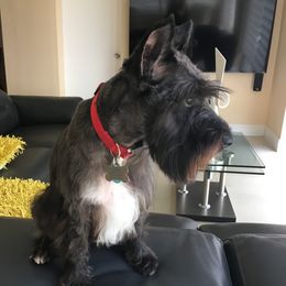 Scamp - Miniature Schnauzer