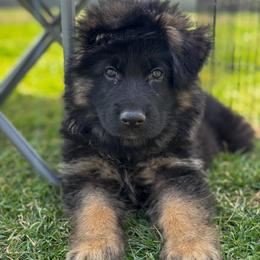 Blue collar - Black and red male German Shepherd puppy in Mount Vernon, Missouri from German Haus German Shepherds LLC