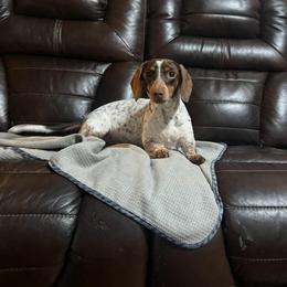 Heidi - Dachshund