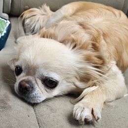 Piggy - Chihuahua