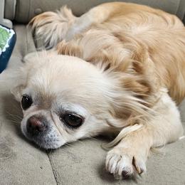 Piggy - Chihuahua