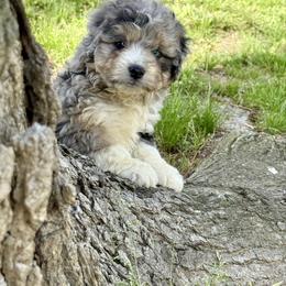 Clark - Blue merle male Aussiedoodle puppy in Charleston, Arkansas from Lazy S Aussies