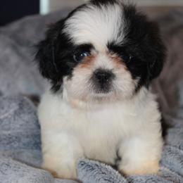 Ozzy - Black and white male Shih Tzu puppy in Tampa, Florida from Fancy Shih Tzus Florida