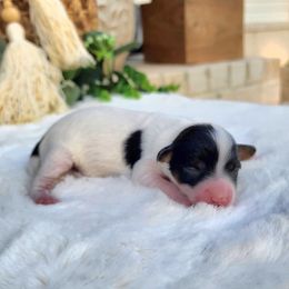 Sally - Black and tan female Havapoo puppy in Dothan, Alabama from Farquharson's Poodles&Doodles