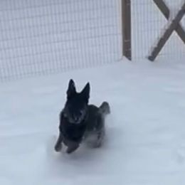 SVVS Kapitän Bear Captain America (Cap) Dark Blue Collar Male - Black and tan German Shepherd puppy in Little Rock, Arkansas from Strahl Von Valor Shepherds