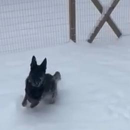 SVVS Kapitän Bear Captain America (Cap) Dark Blue Collar Male - Black and tan German Shepherd puppy in Little Rock, Arkansas from Strahl Von Valor Shepherds