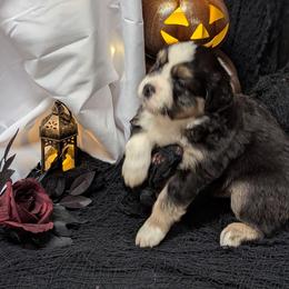 Chestnut - Black tri male Miniature Australian Shepherd puppy in Douglasville, Georgia from Laurie's Miniature Australian Shepherds