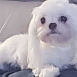 Frankie - Maltese