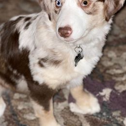 Miniature Australian Shepherd and Toy Australian Shepherd Puppies from C&K Rocky Hill Aussies