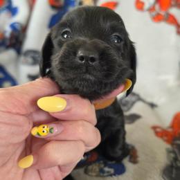 Ironman - Black male Dachshund puppy in Watertown, New York from Valley Springs Daschunds